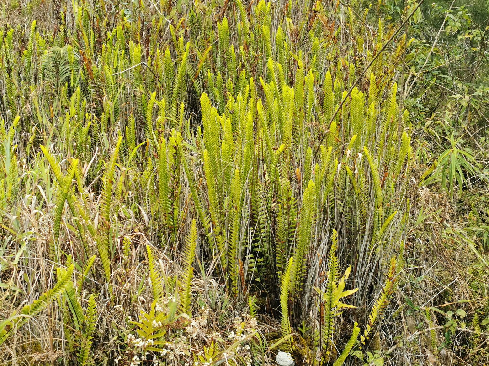 Image de Nephrolepis abrupta (Bory) Mett.