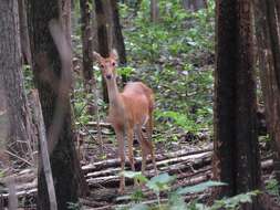 Image of Eld’s deer