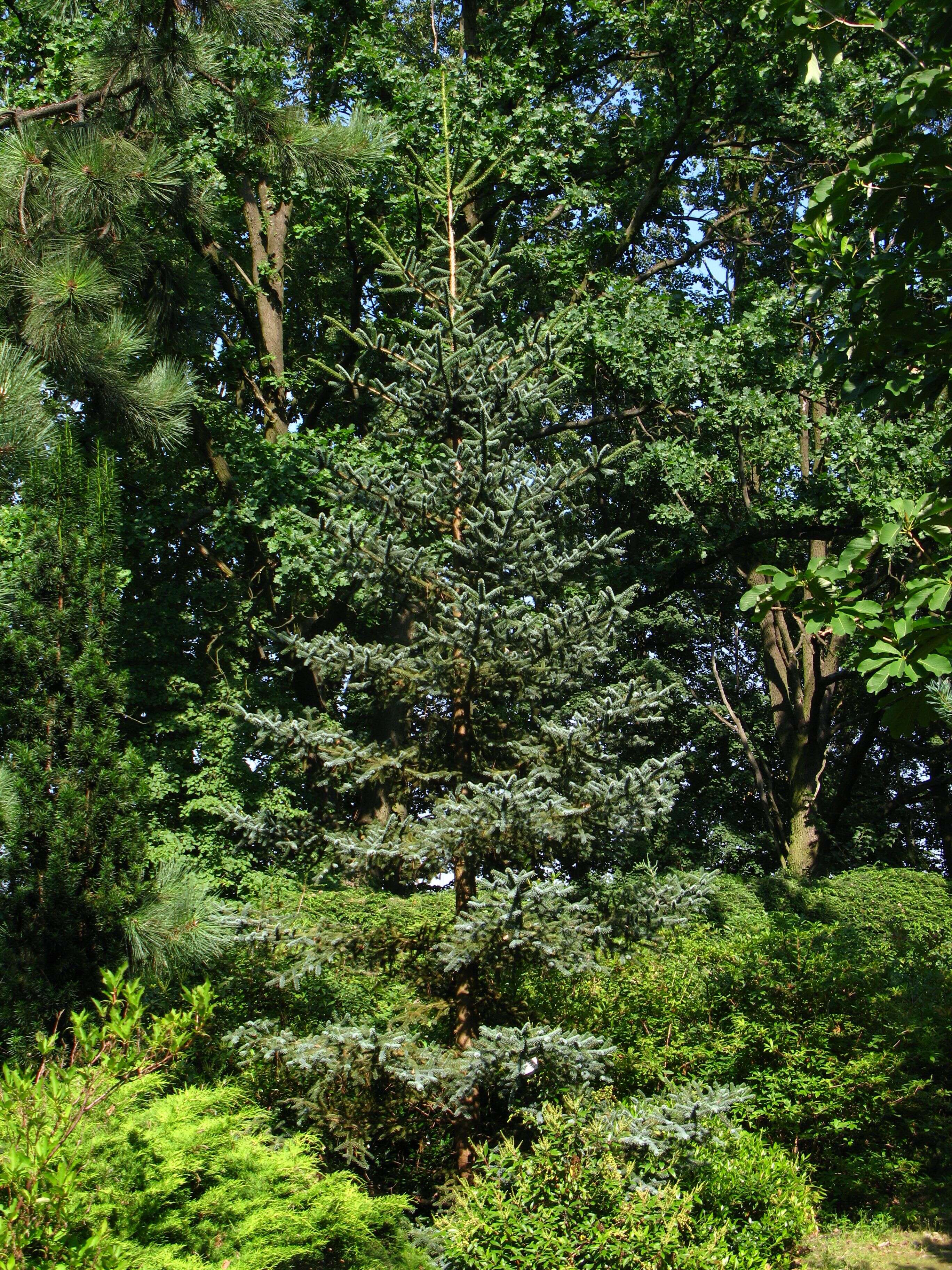 Image of Spanish Fir