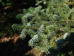 Image of Spanish Fir