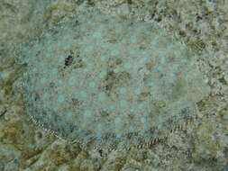 Image of Flounder