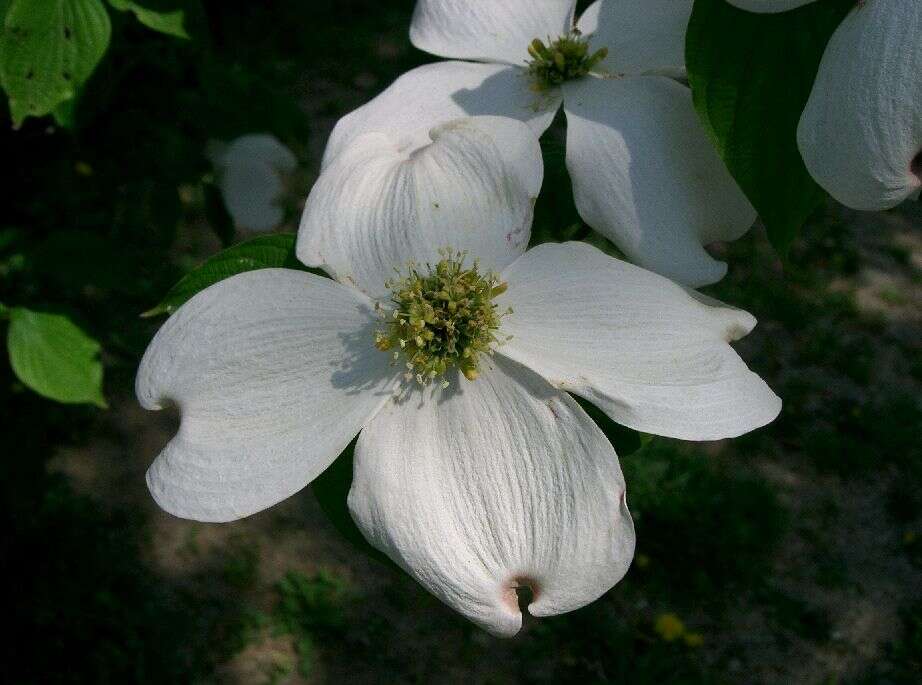 Image of flowering dogwood