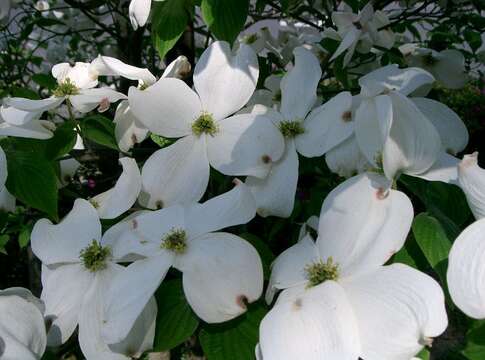 Image of flowering dogwood