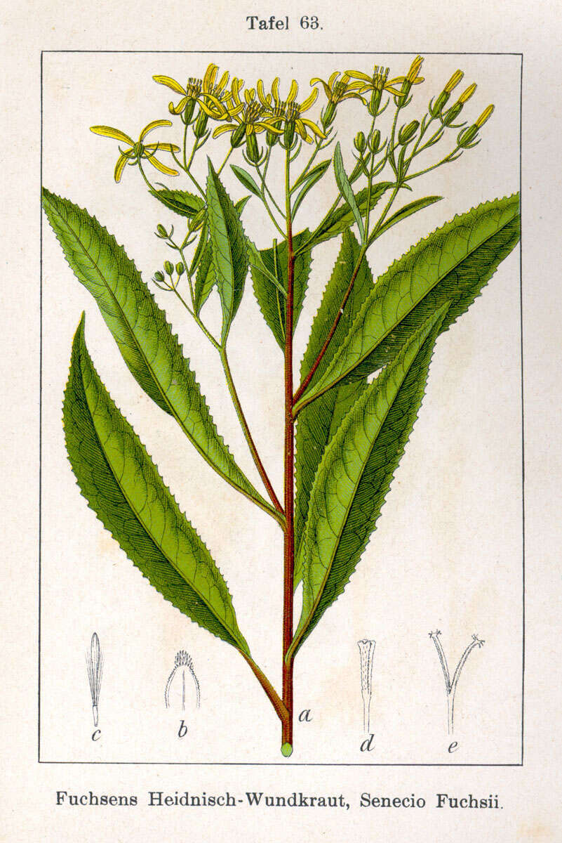 Image of shady groundsel