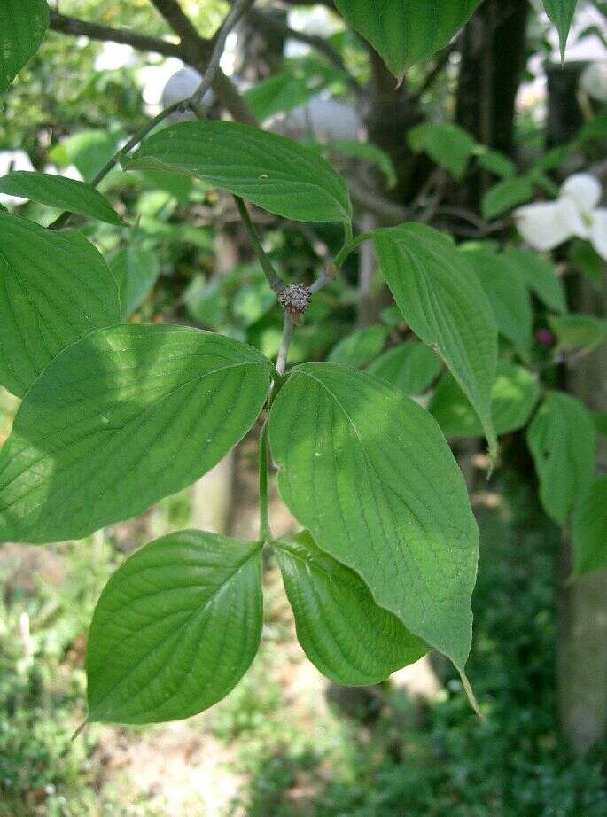 Image of flowering dogwood