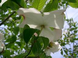 Image of flowering dogwood