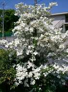 Image of flowering dogwood