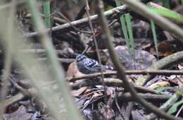 Image of Scaled Antbird