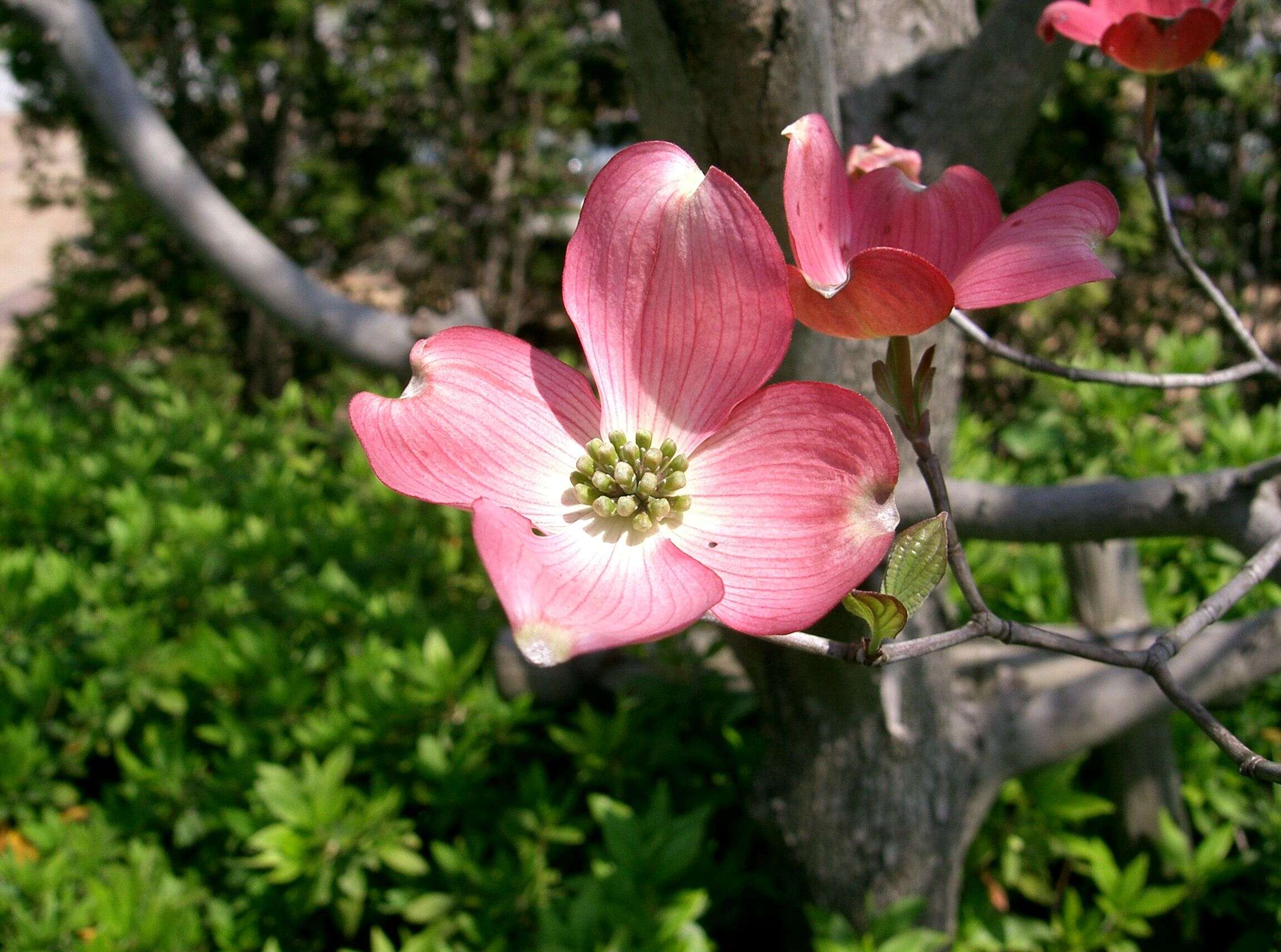 Image of flowering dogwood