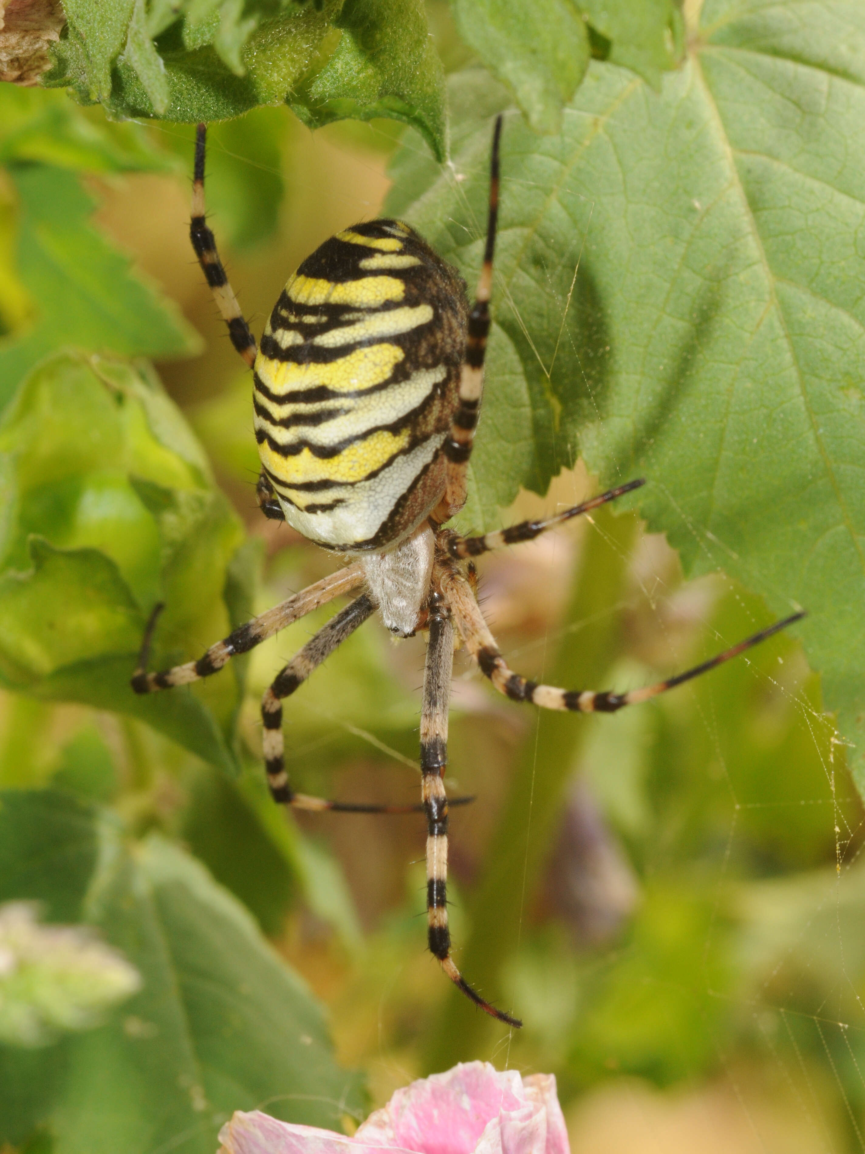 Image of Barbary Spider