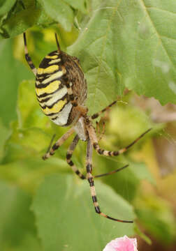 Image of Barbary Spider