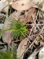 Image de Stylidium diademum Wege