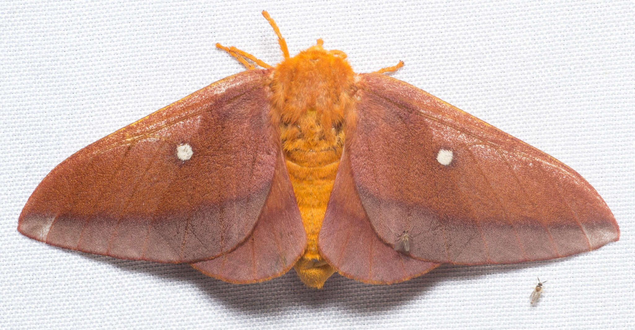 Anisota virginiensis (Drury 1773)的圖片