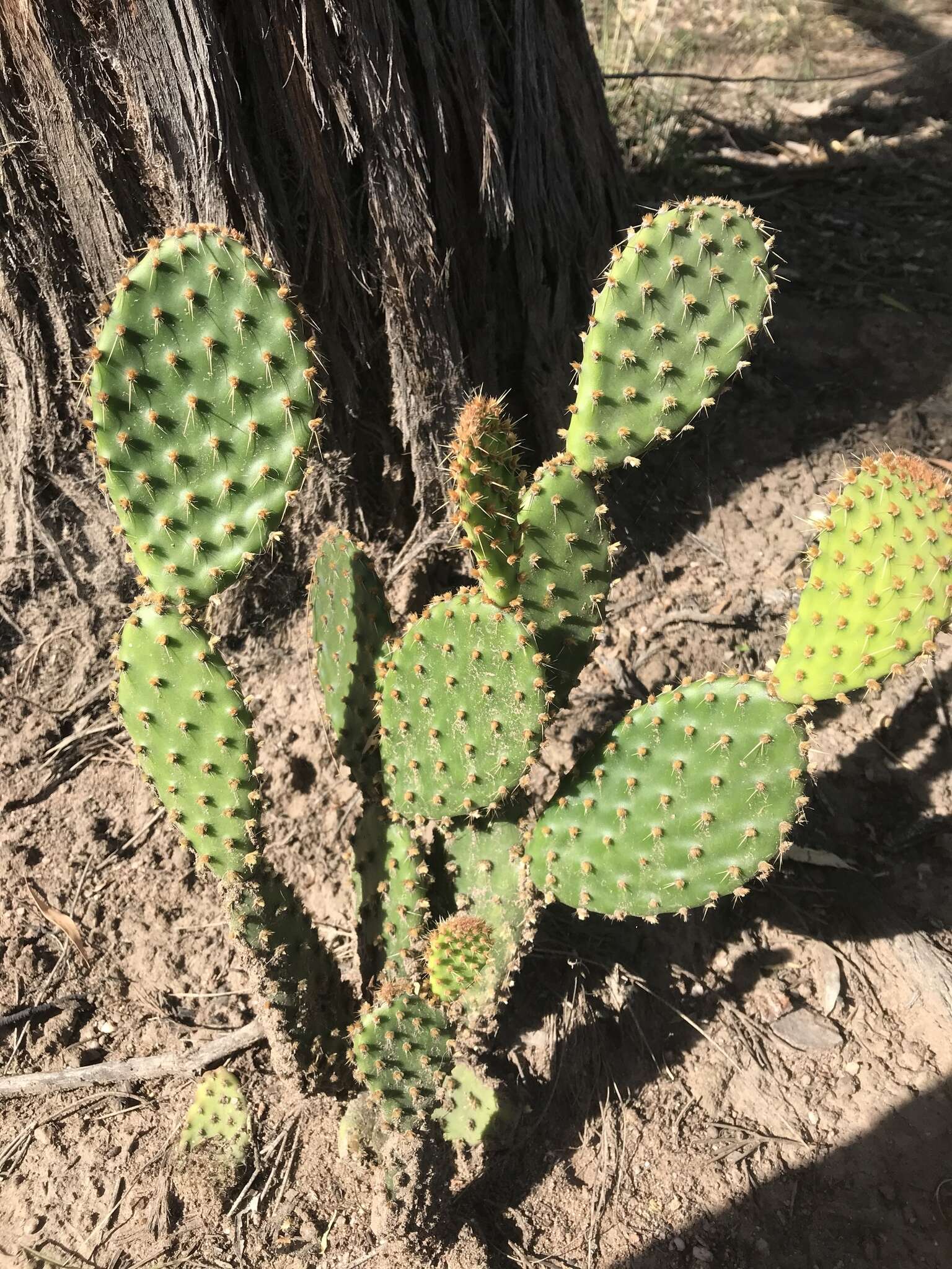 Image of Opuntia puberula Pfeiff.