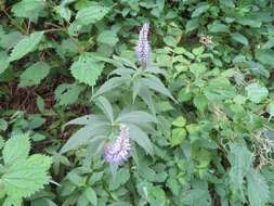 Image of Veronicastrum japonicum (Nakai) T. Yamazaki