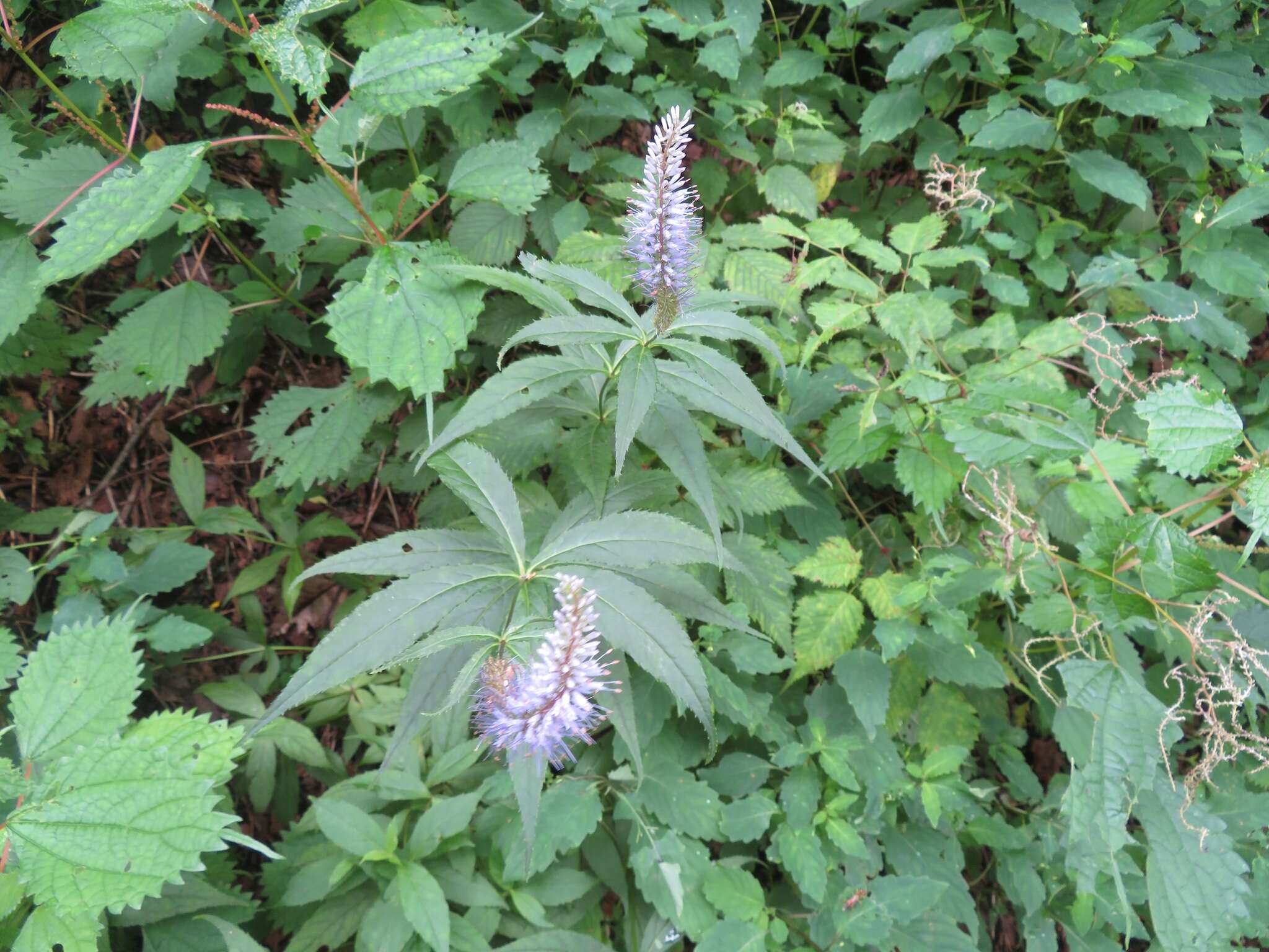 Image de Veronicastrum japonicum (Nakai) T. Yamazaki