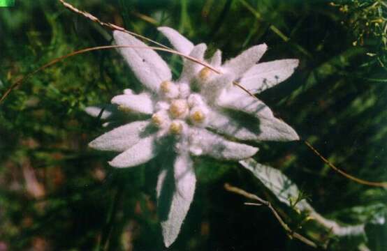 Image of Leontopodium palibinianum Beauv.