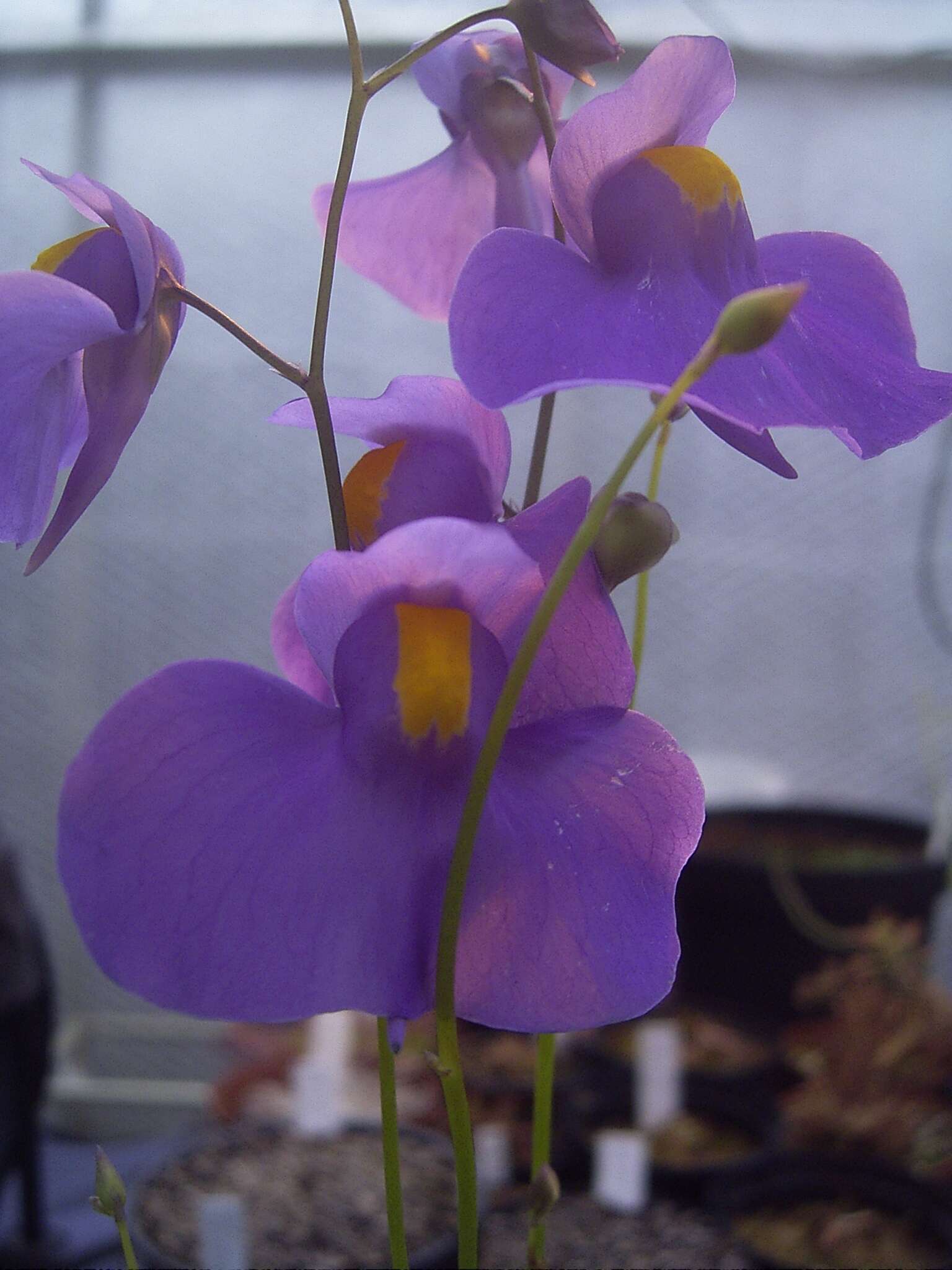 Sivun Utricularia longifolia Gardn. kuva