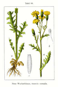 Image of eastern groundsel