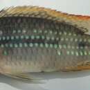 Image of Parananochromis longirostris (Boulenger 1903)