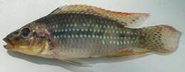 Image of Parananochromis longirostris (Boulenger 1903)