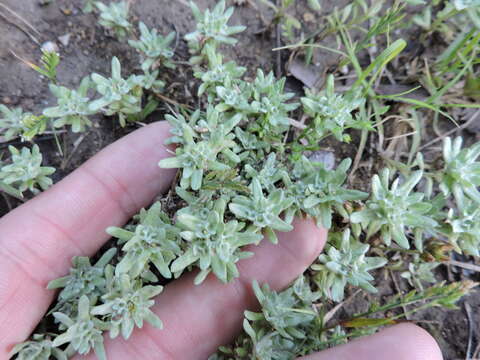 Image of bighead pygmycudweed