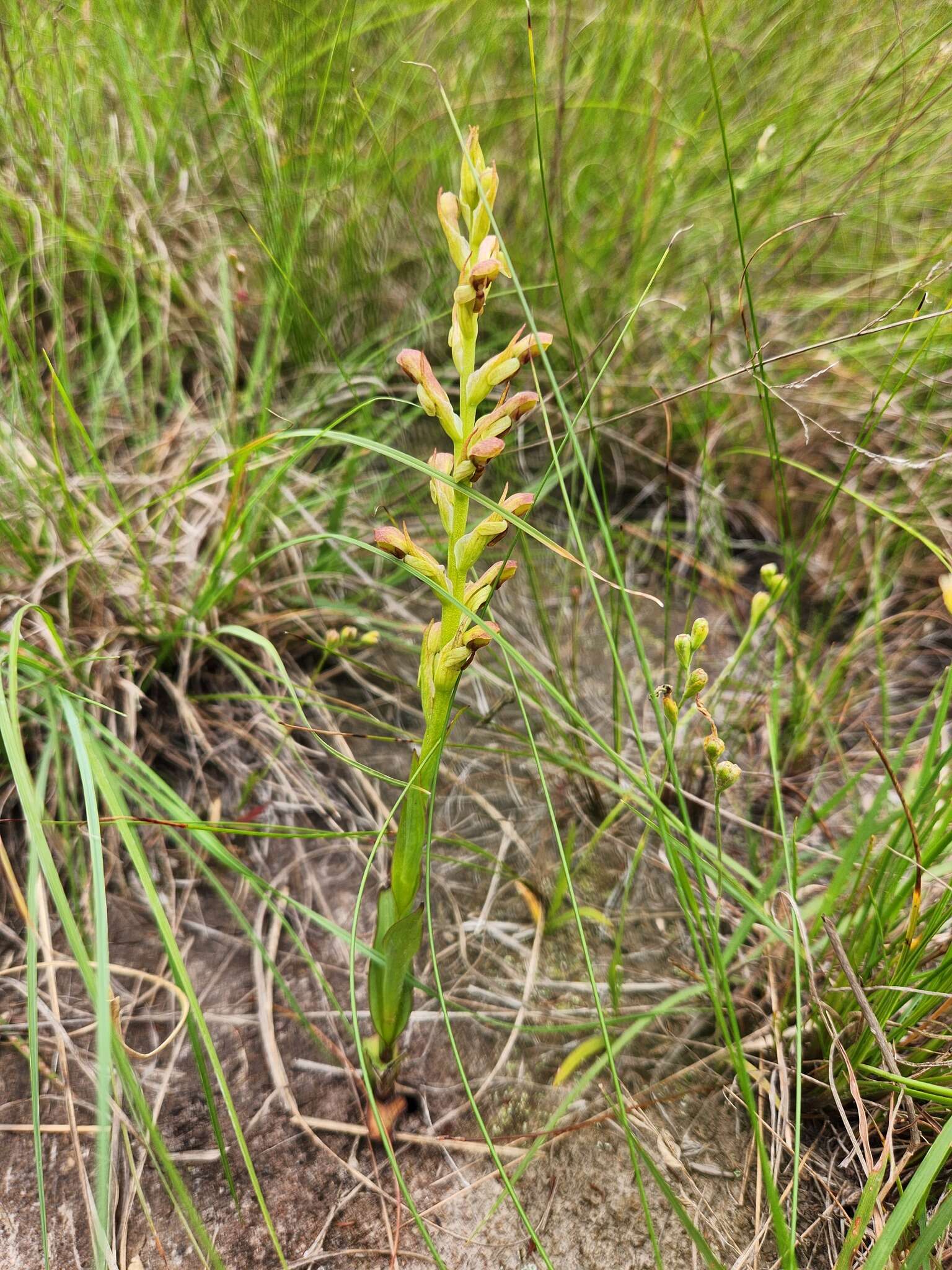 Image of Disa brevicornis (Lindl.) Bolus