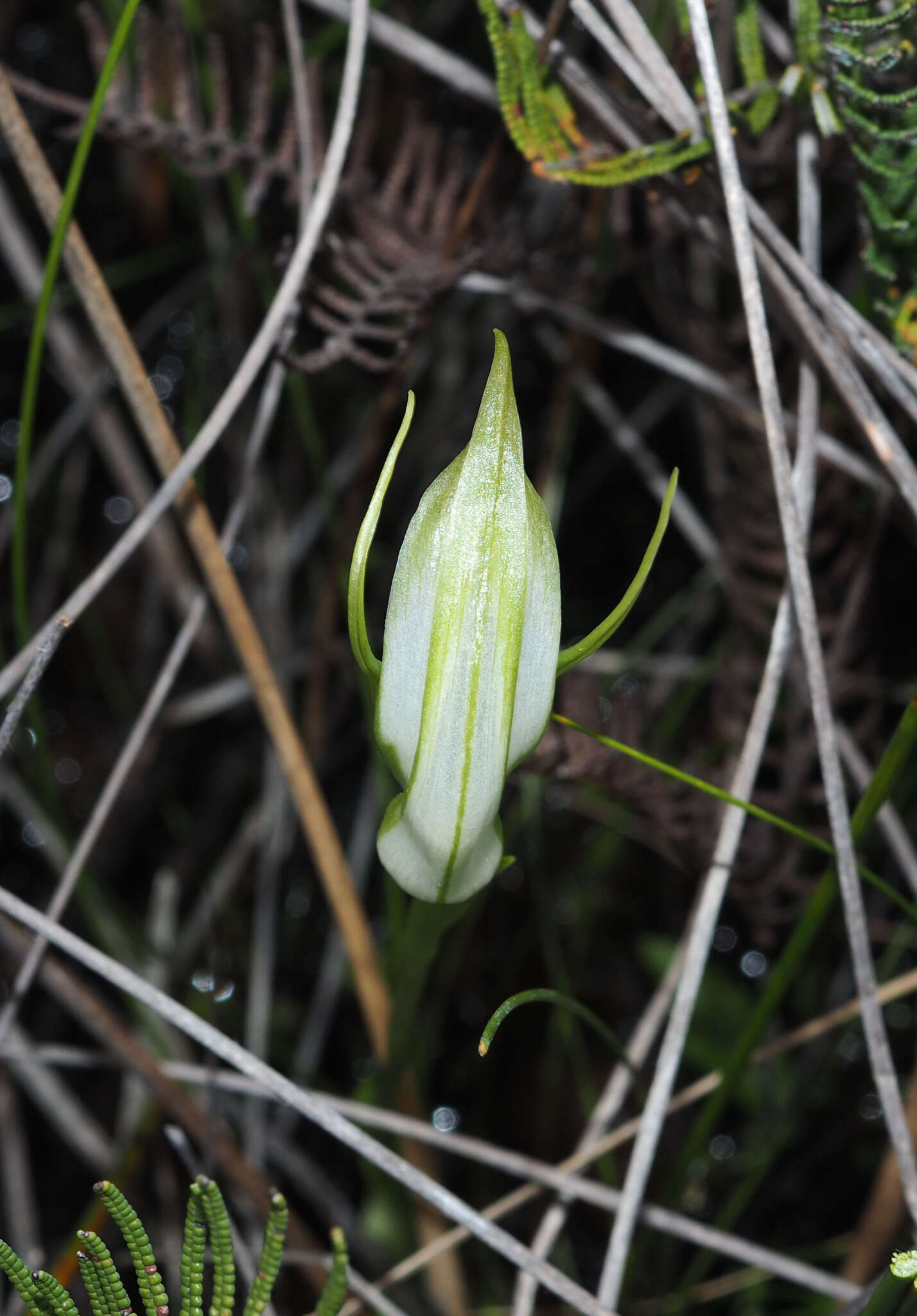 Image of Pterostylis micromega Hook. fil.