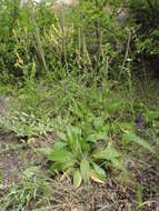 Imagem de Plantago australis subsp. australis