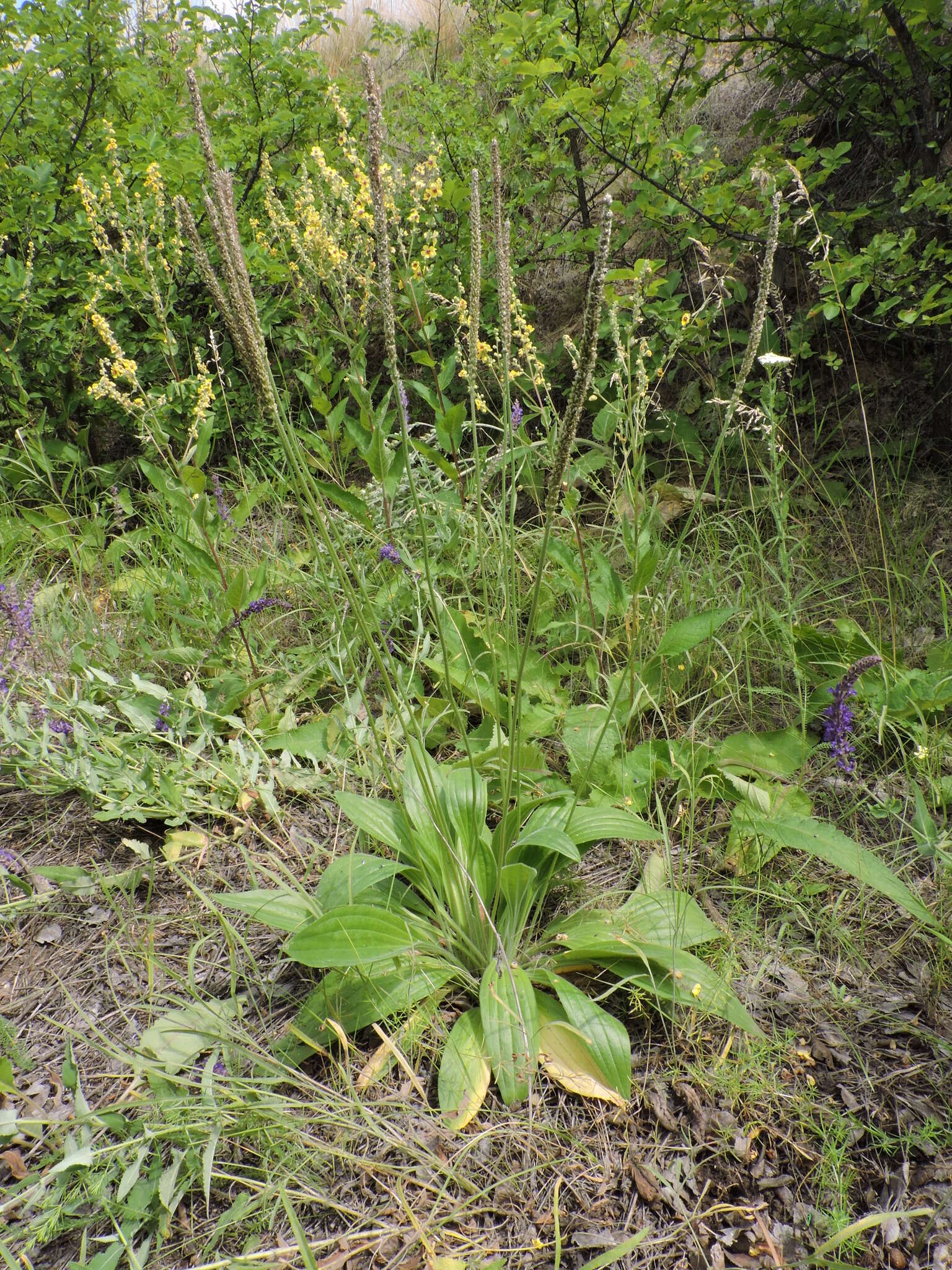 Imagem de Plantago australis subsp. australis