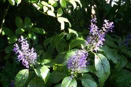 Image of Plectranthus ecklonii Benth.