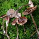 Imagem de Inocybe perlucida