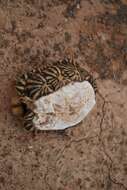 Image of Southern Tent Tortoise