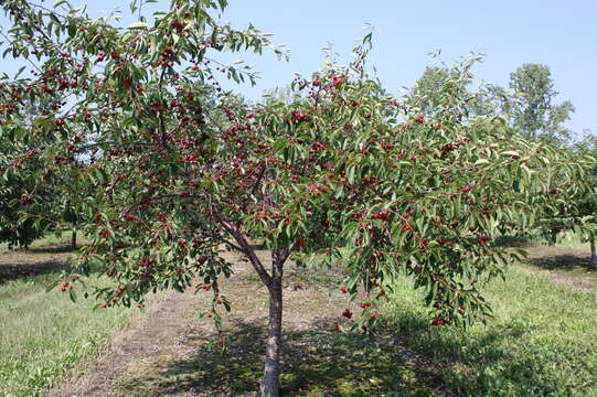 Image of gean, wild cherry