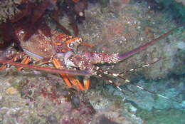 Image of Scalloped Spiny Lobster