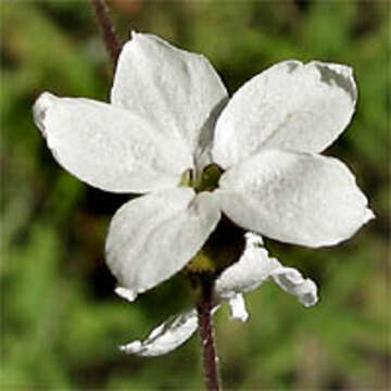 Imagem de Lithophragma cymbalaria Torr. & Gray