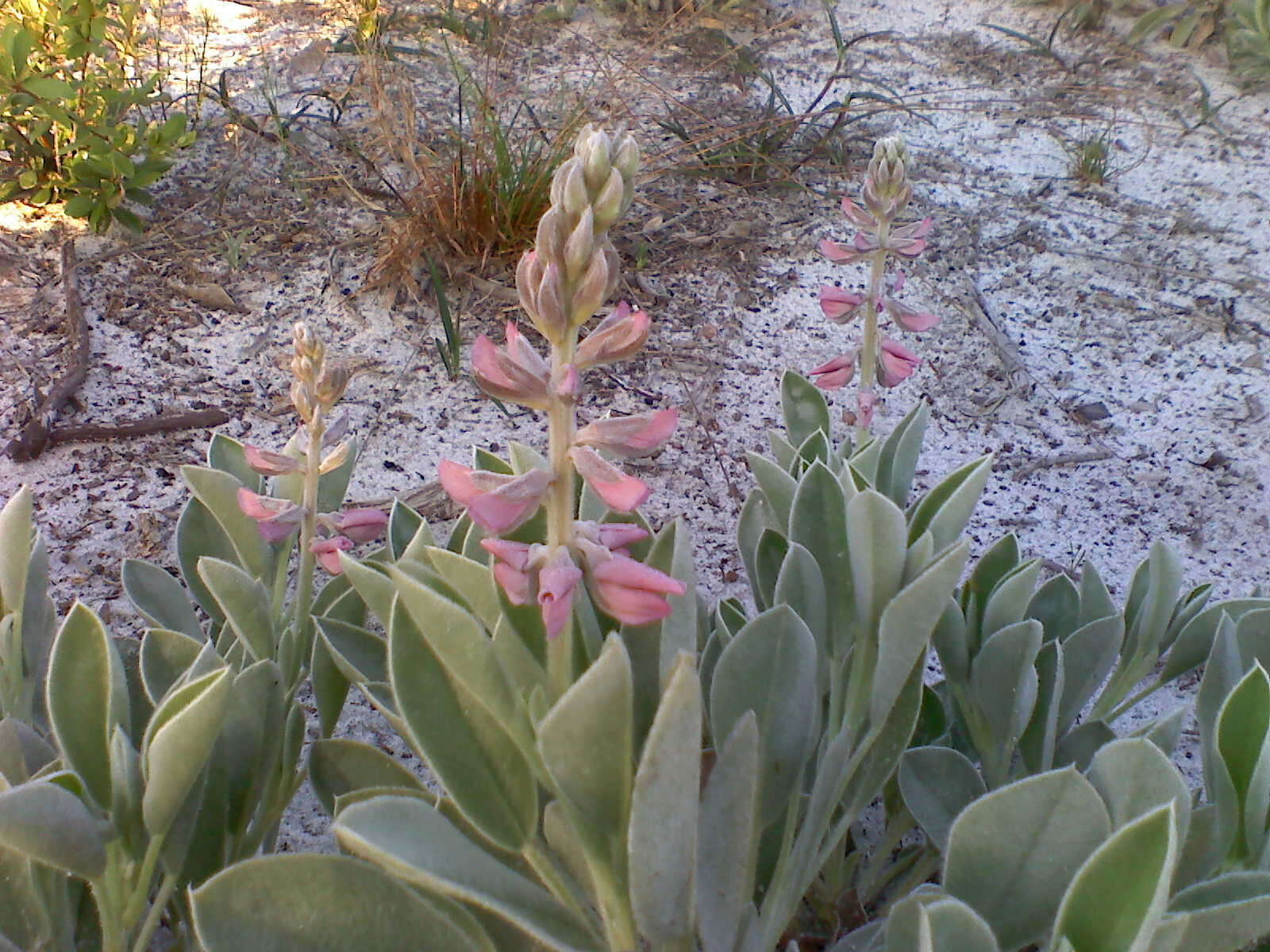 Image of Scrub lupine