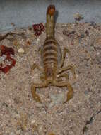 Image of Arizona Bark Scorpion