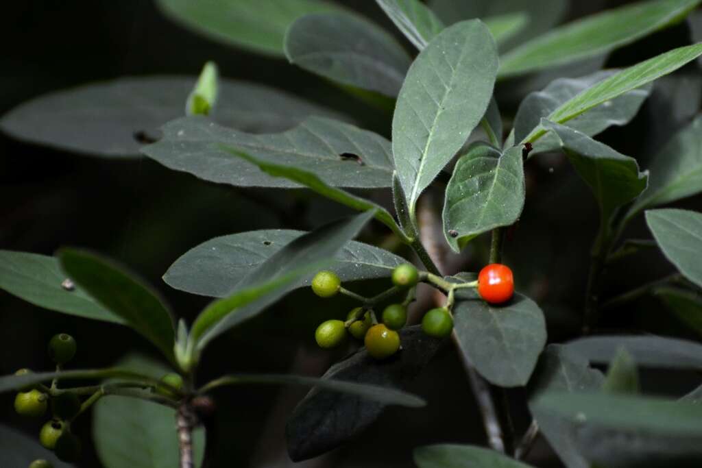 Plancia ëd Psychotria erythrocarpa Schltdl.