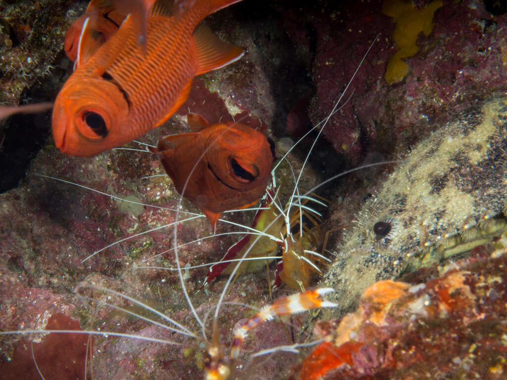 Image of Scarlet cleaner shrimp