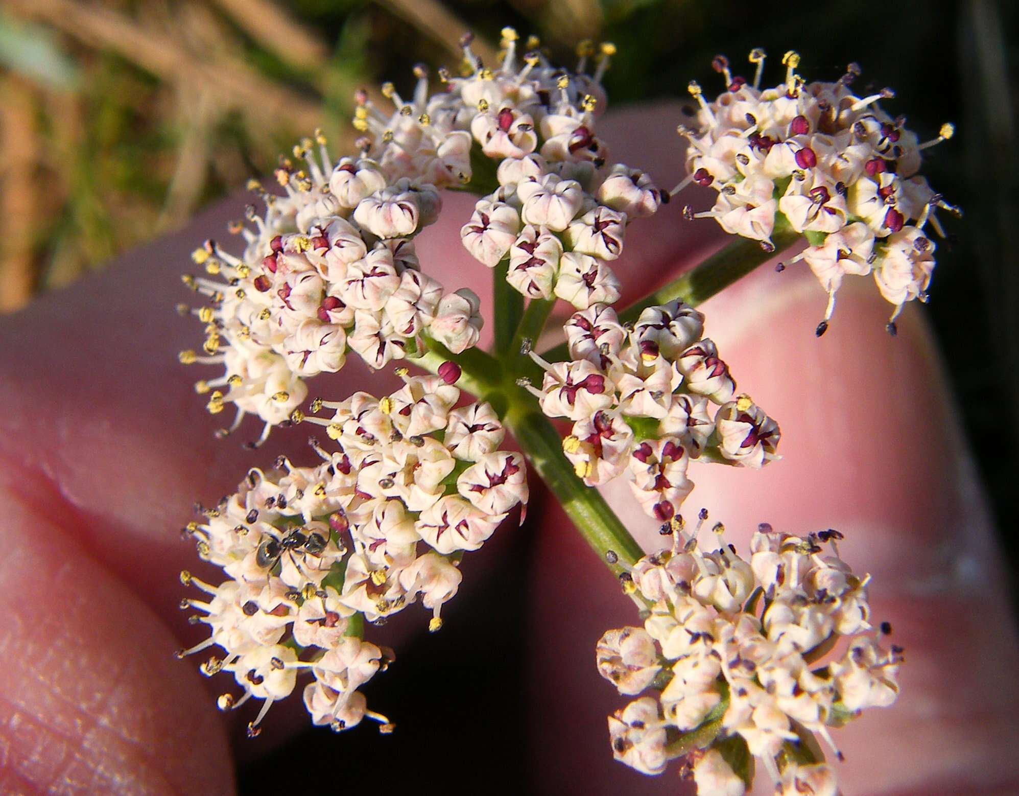 Image of Canby's biscuitroot