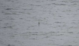 Image of Mottled Petrel