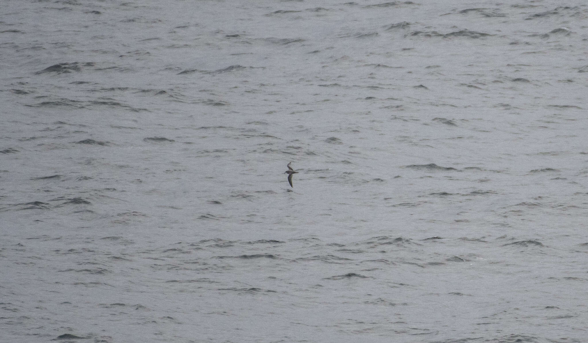 Image of Mottled Petrel