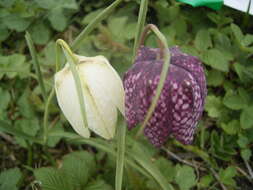 Image of Lazarus bell