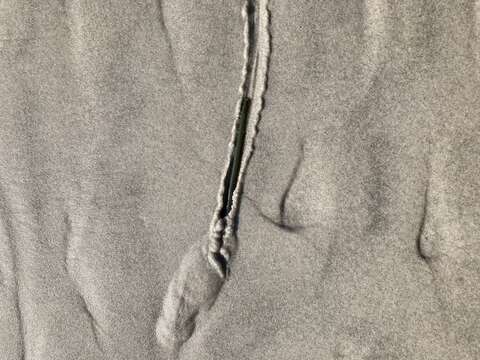 Image of clam worm