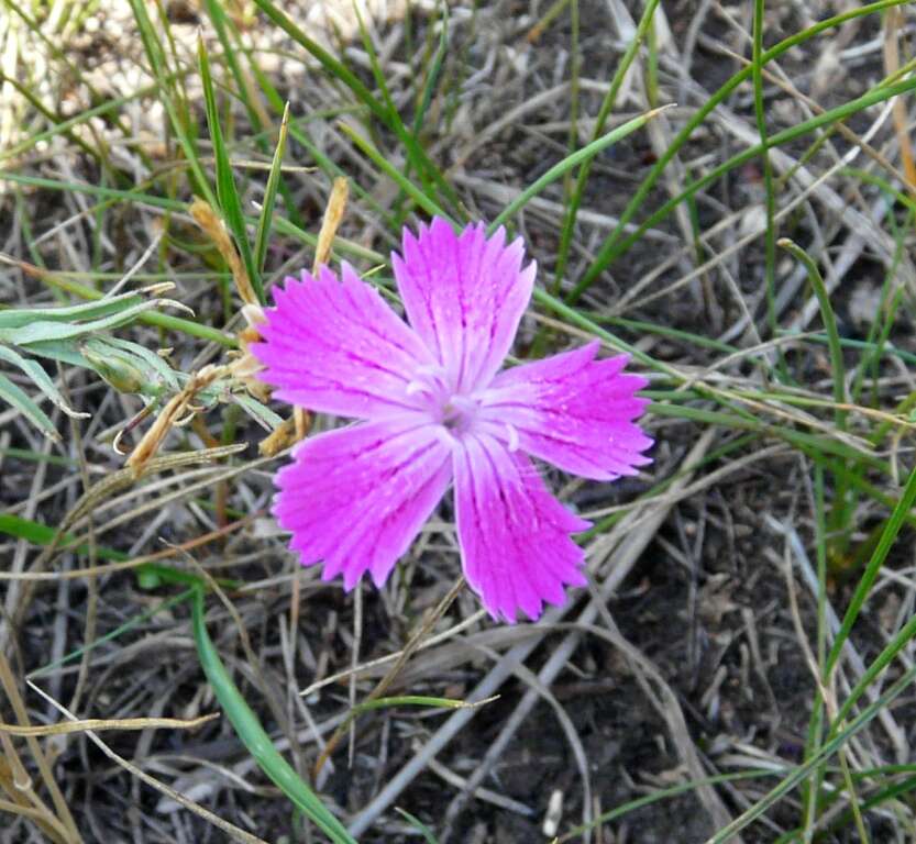 Слика од Dianthus deltoides L.