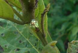 Sivun Coptocycla (Psalidonota) rufonotata Champion 1894 kuva