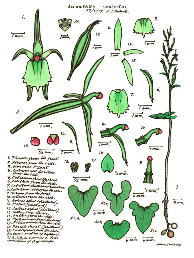 Acianthus amplexicaulis (F. M. Bailey) Rolfe resmi