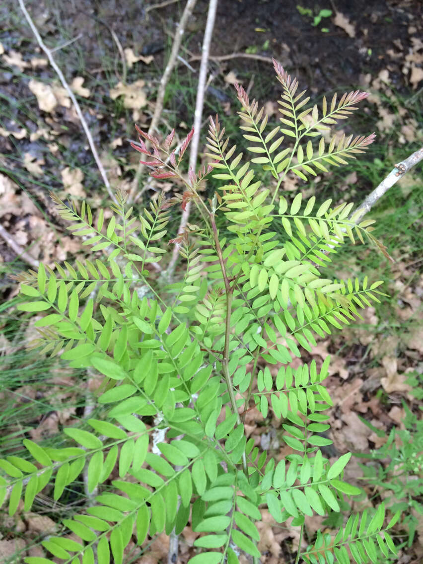 Plancia ëd Gleditsia triacanthos L.