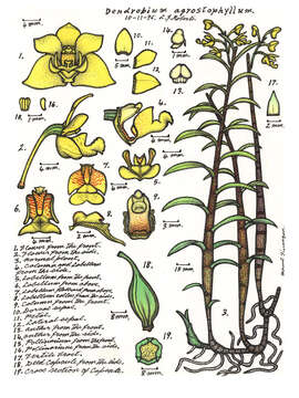 Dendrobium agrostophyllum F. Muell.的圖片